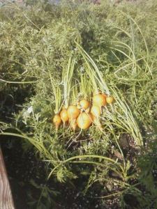 Short round carrots, grown in the hoophouse